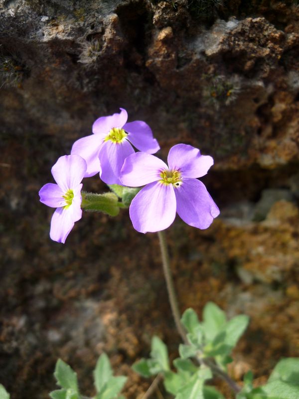 Aubrieta thessala (Balcan endemic)?